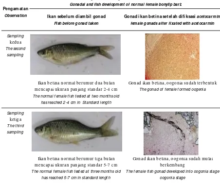 Tabel 2.Perkembangan gonad ikan nilem betina normal pada dua dan tiga bulan pengamatanTable 2.Gonadal development of normal female bonylip barb at two and three months of observation