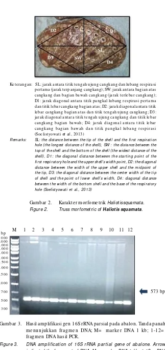 Gambar 3.Hasil amplifikasi gen 16S rRNA parsial pada abalon. Tanda panahFigure 3.menunjukkan fragmen DNA; M=  marker DNA 1 kb; 1-12=fragmen DNA hasil PCR.DNA amplification of 16S rRNA partial gene of abalone