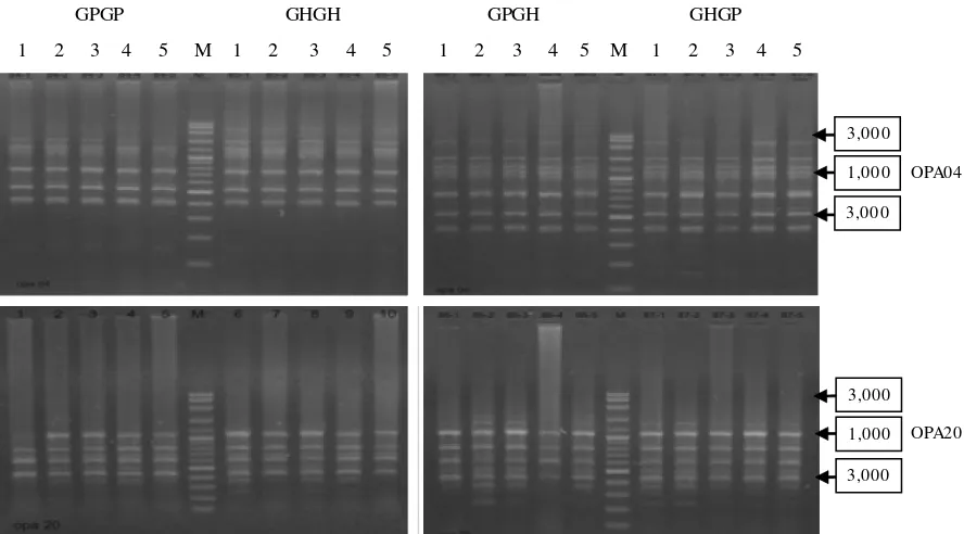 Gambar 5.Visualisasi elektroforesis hasil PCR-RAPD ikan gurami (M: marker, GP X GP: Galunggung