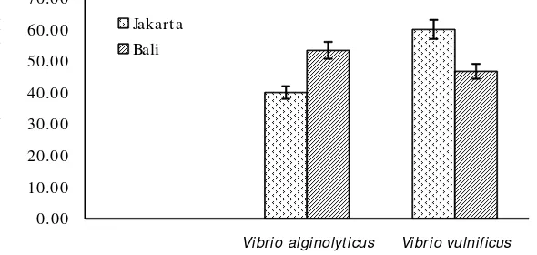 Gambar 4.Nilai prevalensi infeksi bakteri V. alginoliticus dan V. vulnificus dari