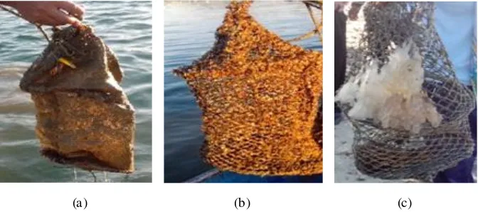Gambar 5.Penempelan pada kantong rumput laut (a) suspensi perairan; (b)