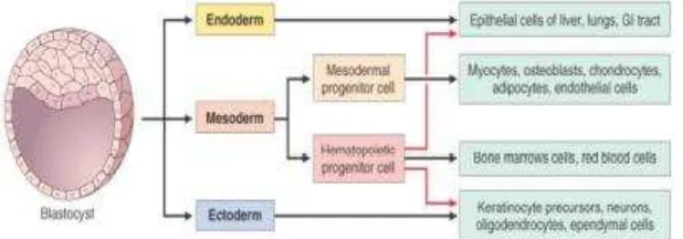 Gambar 4. Fungsi diferensiasi sel-sel embrionik dan generasi sel-sel jaringan47  Sumber:Compston  47 