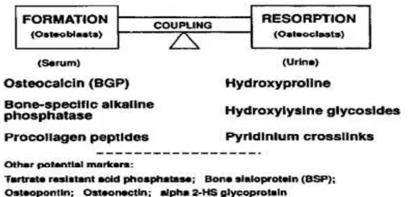 Gambar 8. Marker Biokimia pada Metabolisme Tulang11Sumber:Allison11 
