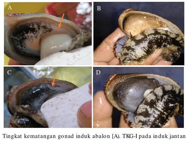 Gambar 2.Tingkat kematangan gonad induk abalon [A). TKG-I pada induk jantan; B). TKG-III