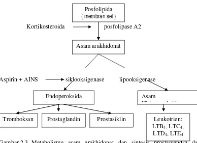 Gambar 2.3. Metabolisme asam arakhidonat dan sintesis prostaglandin dan       