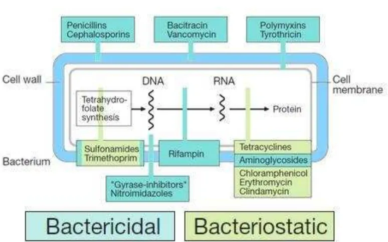 Gambar 1. Skema mekanisme kerja antibiotik 28 