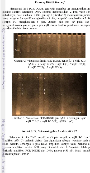 Gambar 2  Visualisasi hasil PCR-DGGE gen nifD. 1 nifD K, 3 