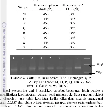 Tabel 4  Perbandingan ukuran hasil PCR awal dan nested PCR (pb) 