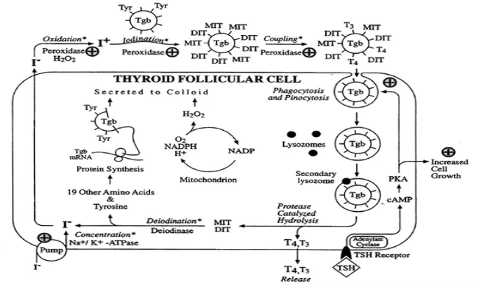 Gambar 1. Mekanisme sintesis hormon tiroid13 