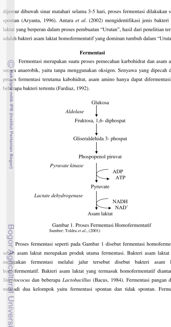 Gambar 1. Proses Fermentasi Homofermentatif  Sumber: Toldra et al., (2001) 