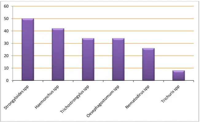 Gambar 1. Histogram Prevalensi Infeksi Cacing Nematoda pada Kerbau di Kecamatan Sambelia,  Lombok Timur dalam persen (%)