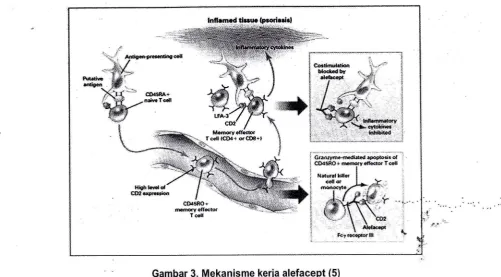 Gambar 3. Mekanisme kerja alefacept (5)