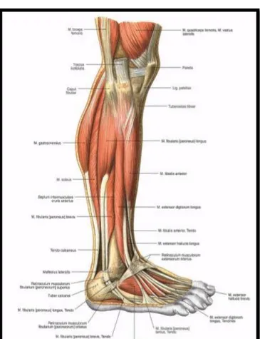 Gambar 5. Otot-otot Tungkai Bawah dan Kaki 11 