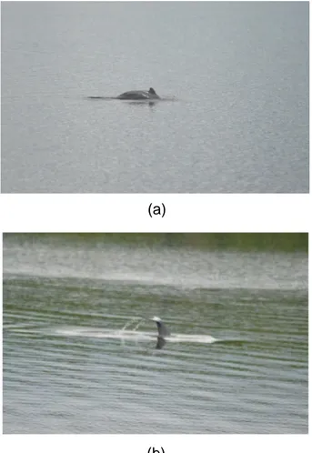 Figure 2. Marine mammals (Irrawaddy dolphin) – Orcaella brevirostris.