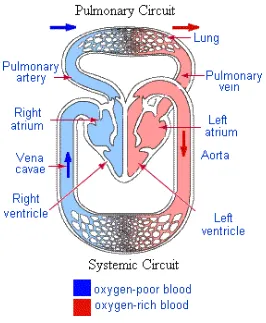 Gambar 2. Sirkulasi paru dan sistemik.9 