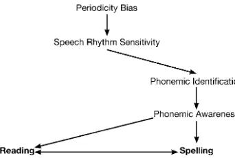Figure 1.4 Pathway 4 – Speech rhythm sensitivity contributes to reading and spelling viamorphological awareness