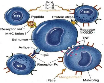 Gambar 1. Peran Limfosit T sebagai  Efektor anti tumor 