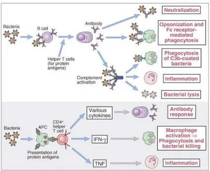 Gambar 2.   Respon imun terhadap antigen berupa   produksi antibodi dan aktivasi sel T helper CD4 + 