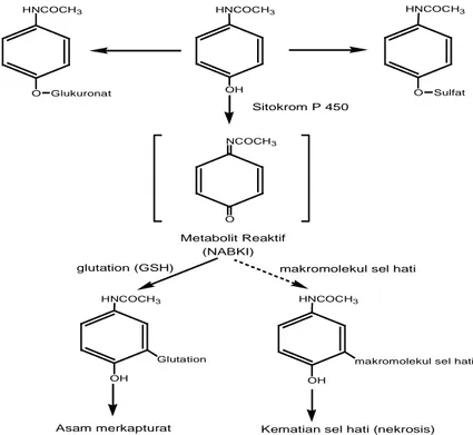 Gambar 3. Jalur metabolisme asetaminofen (Mitchel et al, 1973, cit Zimmerman, 1978) 