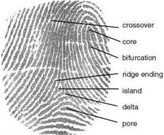 Gambar 1. Komponen- komponen dari sidik jari  manusia  
