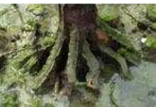 Gambar 1. Tipe akar buttressK.andelia candelberlumpur.   yang membantu  untuk bertahan pada substrat  
