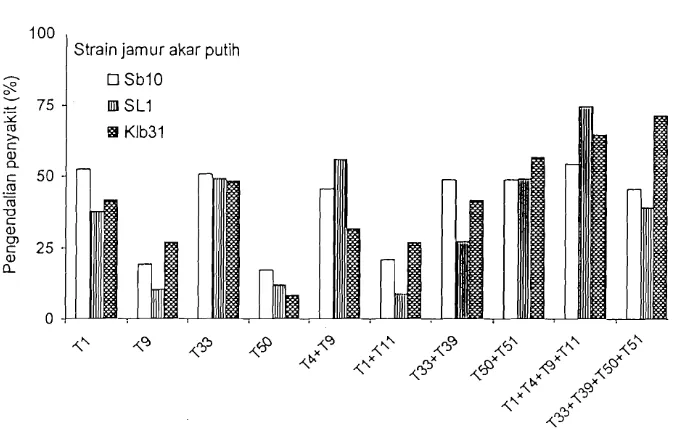Tabel 4. Pengaruh perlakuan pengobatan menggunakan isolat tunggal dan kombinasi isolat Trichoderma virens terhadap penyakit akar putih, mortalitas miselium Rigidoporus lignosus dan pertumbuhan bibit karet 