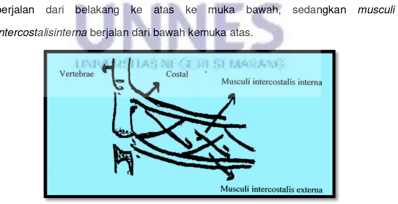 Gambar. 7 Otot - Otot Pernapasan  (Sumber : Aip Sjarifudin Dan J. Matakupan, 1985:102) 