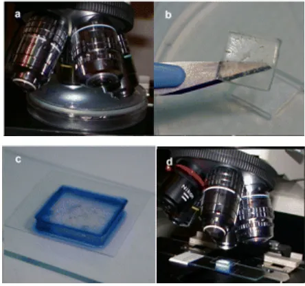 Gambar 3.1 Tahap pembuatan slide kultur : (a) Pengamatan  cahaya. (b) Agar dipotong menggunakan pisau steril, potongan bentuk mikroskopis fungi dilakukan menggunakan mikroskop agar yang diambil dari medium PDA, dan inokulasi fungi pada 