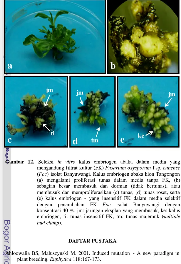 Gambar 12. Seleksi  in vitro  kalus embriogen abaka dalam media yang  mengandung filtrat kultur (FK) Fusarium oxysporum f.sp