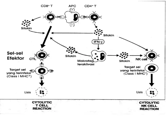 Gambar 2. Reaksi immune T-Cell mediated.  13