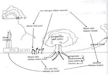 Gambar 1 Siklus nitrogen 