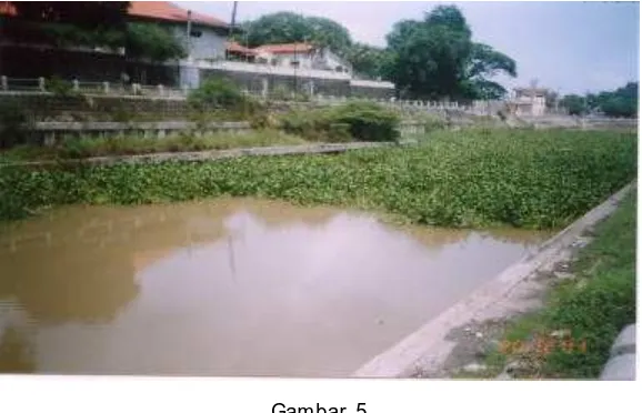 Gambar 5 Air sungai yang tercemar oleh eceng gondok 