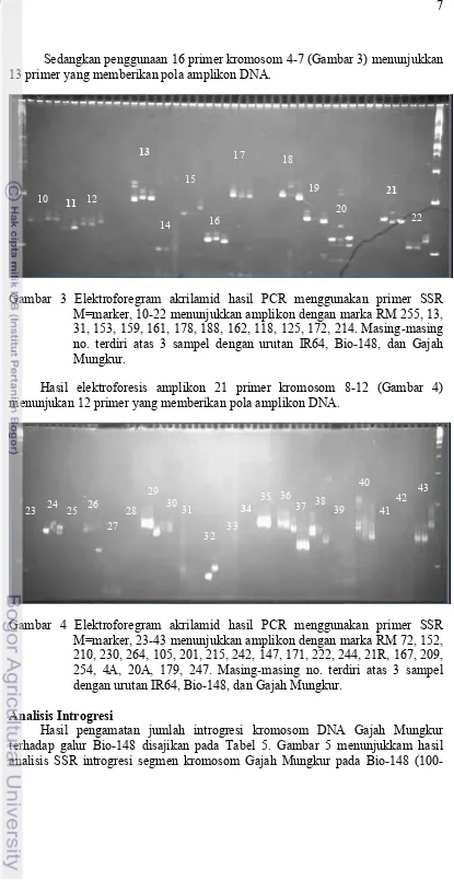 Gambar 3 Elektroforegram akrilamid hasil PCR menggunakan primer SSR 