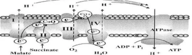 Gambar 2.1Oksidasi Fosforilasi. Produksi ROS terutama terjadi pada Kompleks I dan III (Botjje, et al., 2004)