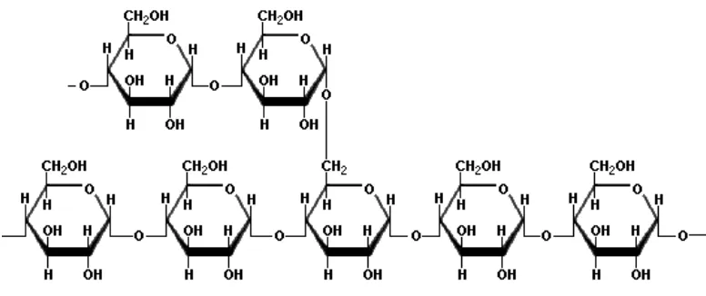 Gambar 2. Bagian Molekul Amilopektin 