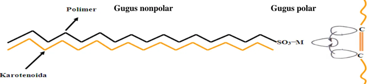 Gambar 1.1 Interaksi antara gugus nonpolar dan gugus polar dari adsorben dengan karotenoida
