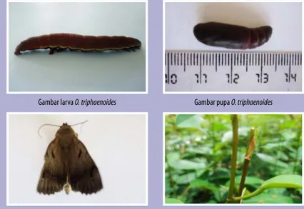 Gambar larva O. triphaenoides  Gambar pupa O. triphaenoides