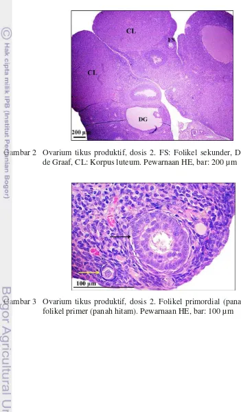 Gambar 3  Ovarium tikus produktif, dosis 2. Folikel primordial (panah kuning), 