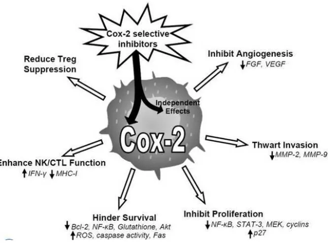 Gambar 9. Pengaruh pemberian COX-2 inhibitor pada sel tumor. Dikutip dari Bernard.29 