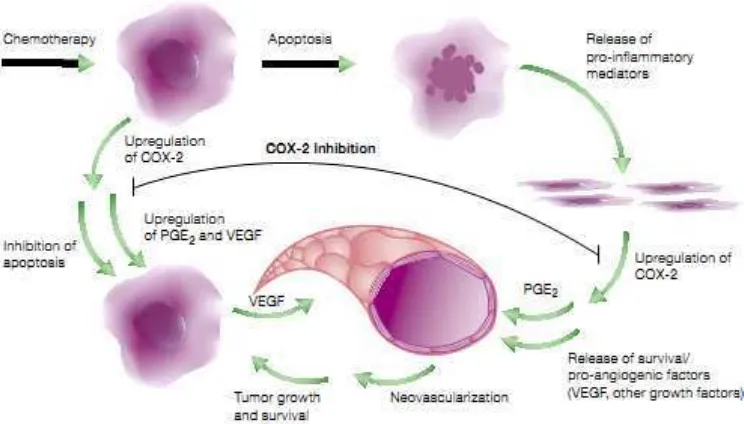 Gambar 3. Pengaruh kemoterapi terhadap COX-2. Kemoterapi dapat meningkatkan ekspresi COX-2 melalui pelepasan mediator pro inflamasi