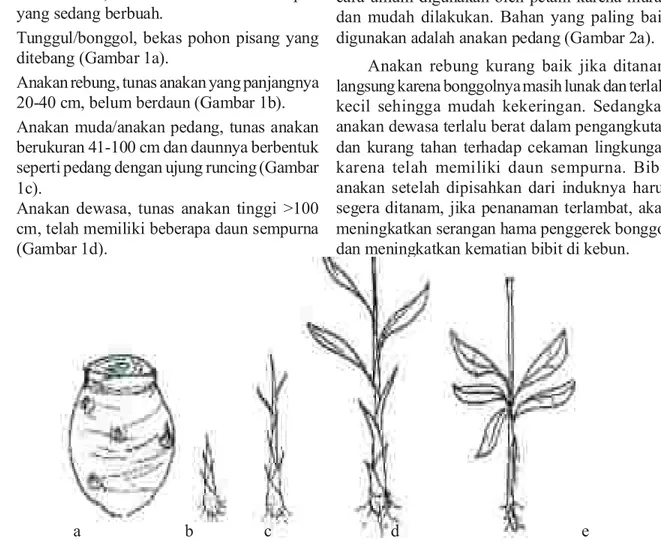Gambar 1.  Bahan membuat benih pisang. (a) tunggul/ bonggol, (b) anakan rebung, (c) anakan pedang,  (d) anakan dewasa, dan (e) tunas air.