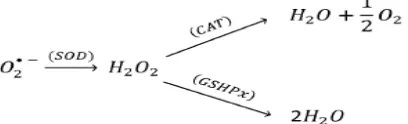 Gambar 2.3 Efek sinergis CAT, GSHPx, dan SOD dalam pemerangkapan O2(Nimse dan Pal, 2015)