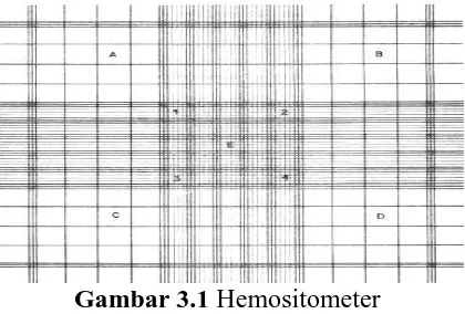 Gambar 3.1 Hemositometer  
