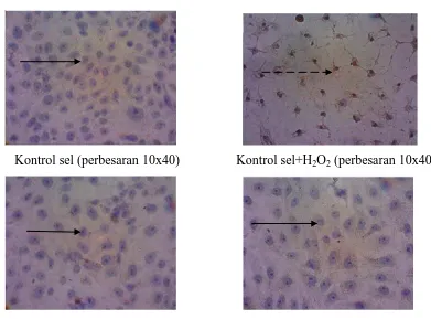 Gambar 4.3 Imunositokimia ekstrak daun Bangun-bangun Keterangan: 