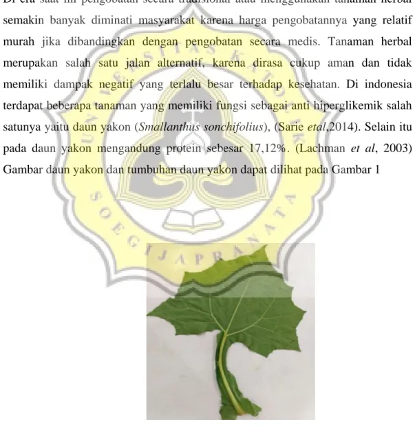 Gambar 1 .  Daun Yakon