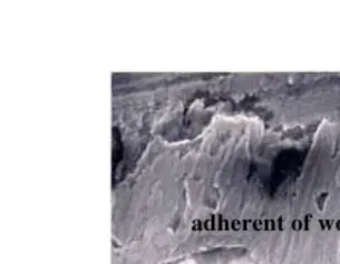 Figure 10.6  Delamination of coating and adherent of work material on            Tool B after face milling for 5 seconds at 55 m/min  