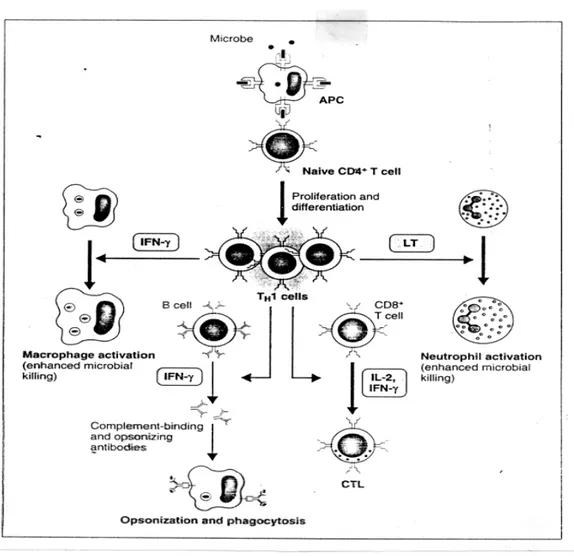 Gambar 2. Fungsi sel-sel Th1 47 