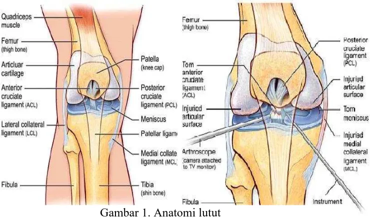 Gambar 1. Anatomi lutut