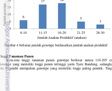 Gambar 4 Sebaran jumlah genotipe berdasarkan jumlah anakan produktif 