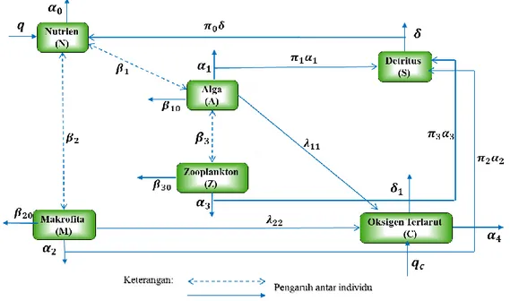 Gambar 3  Skema model matematika kandungan oksigen terlarut pada badan air  yang mengalami eutrofikasi 